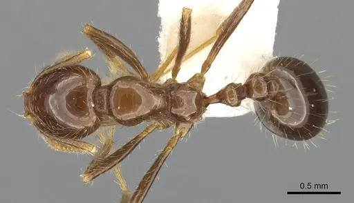 Solenopsis megergates specimen CASENT0902357 image casent0902357_1