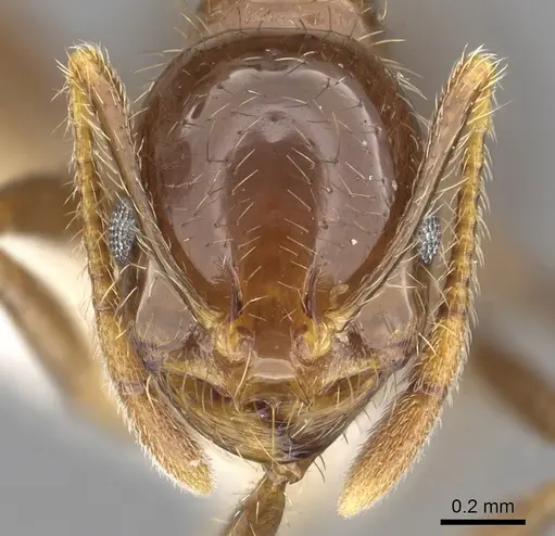 Solenopsis megergates specimen CASENT0902357 image casent0902357_2