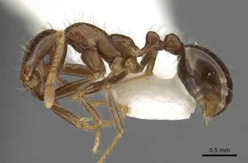 Solenopsis megergates specimen CASENT0902357 image casent0902357_3