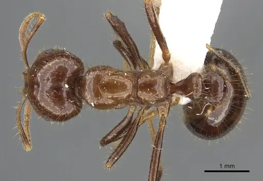 Solenopsis megergates specimen CASENT0902358 image casent0902358_1