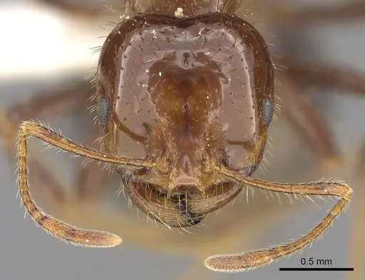 Solenopsis megergates specimen CASENT0902358 image casent0902358_2