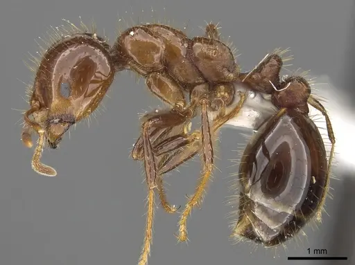 Solenopsis megergates specimen CASENT0902358 image casent0902358_3