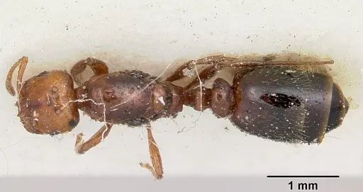 Solenopsis metanotalis specimen CASENT0103206 image casent0103206_1