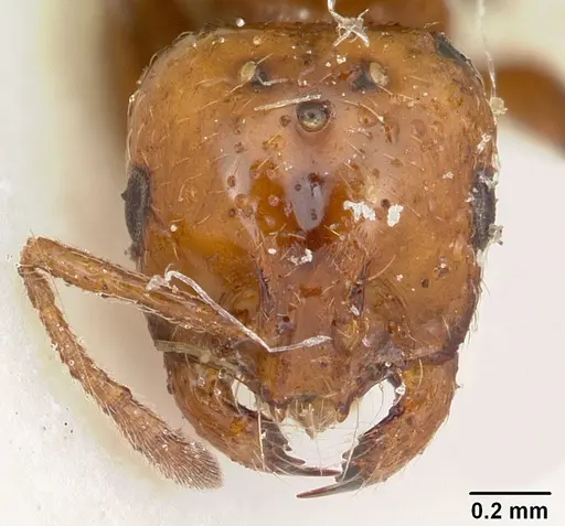 Solenopsis metanotalis specimen CASENT0103206 image casent0103206_2