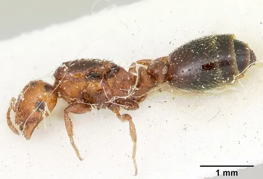 Solenopsis metanotalis specimen CASENT0103206 image casent0103206_3