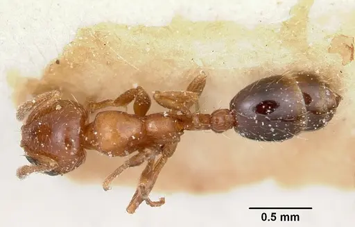 Solenopsis metanotalis specimen CASENT0103208 image casent0103208_1