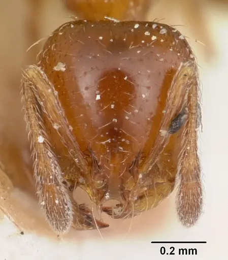 Solenopsis metanotalis specimen CASENT0103208 image casent0103208_2