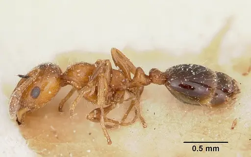 Solenopsis metanotalis specimen CASENT0103208 image casent0103208_3