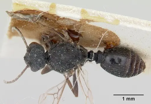 Solenopsis metanotalis specimen CASENT0103209 image casent0103209_1