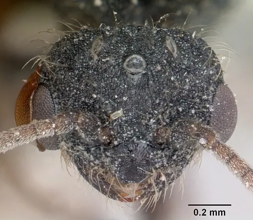Solenopsis metanotalis specimen CASENT0103209 image casent0103209_2