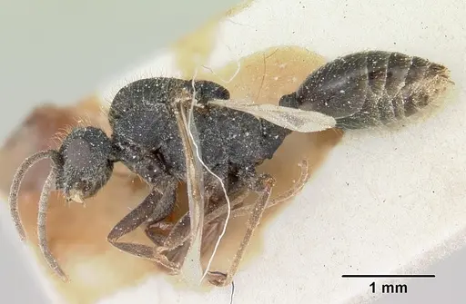 Solenopsis metanotalis specimen CASENT0103209 image casent0103209_3