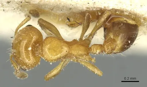 Solenopsis metanotalis specimen CASENT0913934 image casent0913934_1