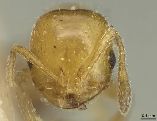 Solenopsis metanotalis specimen CASENT0913934 image casent0913934_2