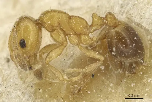 Solenopsis metanotalis specimen CASENT0913934 image casent0913934_3