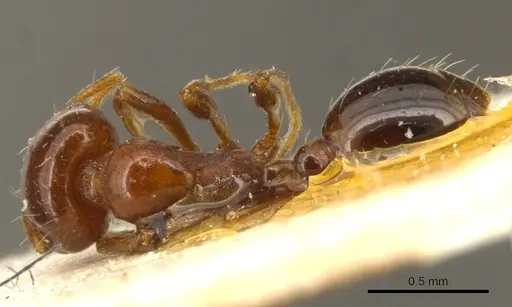 Solenopsis metanotalis specimen CASENT0916026 image casent0916026_1