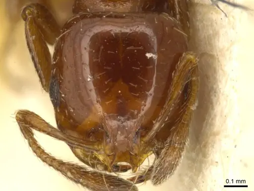 Solenopsis metanotalis specimen CASENT0916026 image casent0916026_2