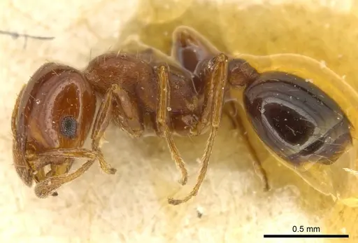 Solenopsis metanotalis specimen CASENT0916026 image casent0916026_3