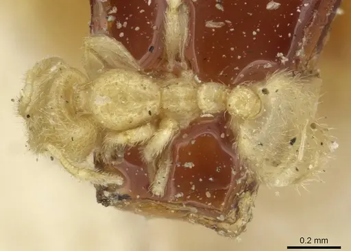 Solenopsis minutissima specimen CASENT0913881 image casent0913881_1