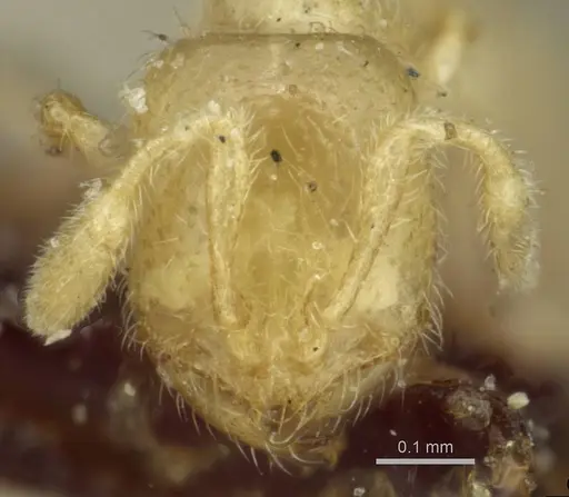 Solenopsis minutissima specimen CASENT0913881 image casent0913881_2