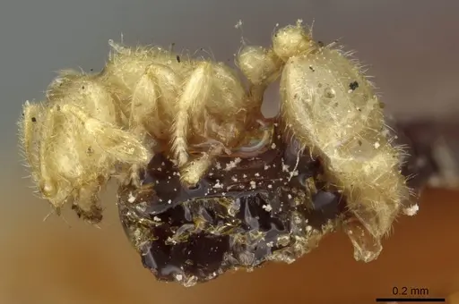 Solenopsis minutissima specimen CASENT0913881 image casent0913881_3