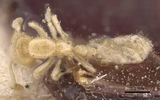 Solenopsis minutissima specimen CASENT0913912 image casent0913912_1