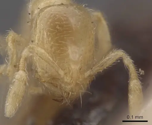 Solenopsis minutissima specimen CASENT0913912 image casent0913912_2