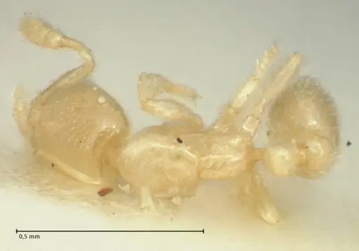 Solenopsis minutissima specimen FOCOL1893 image focol1893_1