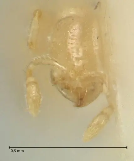 Solenopsis minutissima specimen FOCOL1893 image focol1893_2