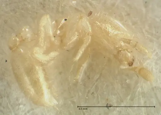 Solenopsis minutissima specimen FOCOL1893 image focol1893_3