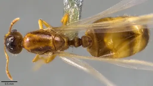 Solenopsis molesta specimen ANTWEB1041807 image antweb1041807_1