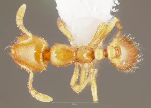 Solenopsis molesta specimen CASENT0005805 image casent0005805_1