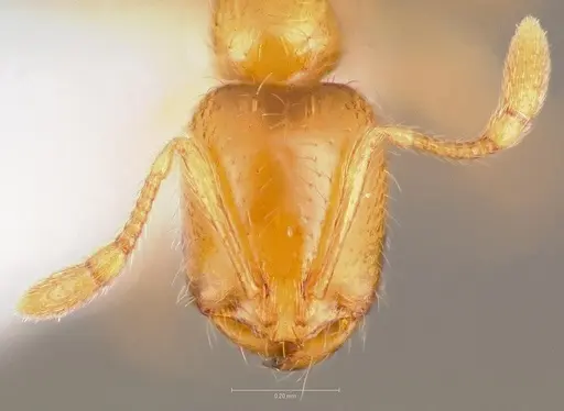 Solenopsis molesta specimen CASENT0005805 image casent0005805_2