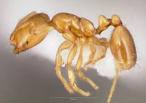 Solenopsis molesta specimen CASENT0005805 image casent0005805_3