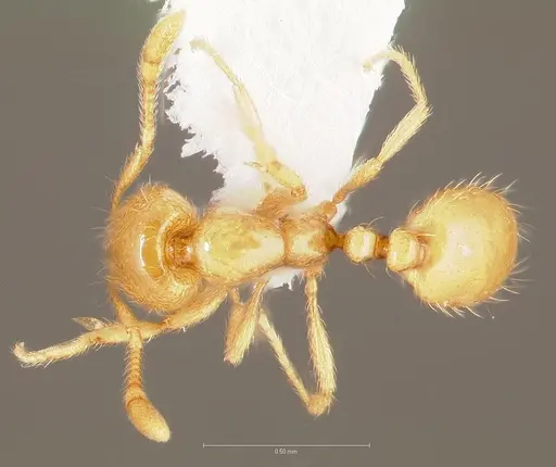 Solenopsis molesta specimen CASENT0005809 image casent0005809_1