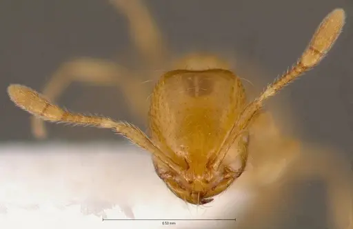 Solenopsis molesta specimen CASENT0005809 image casent0005809_2