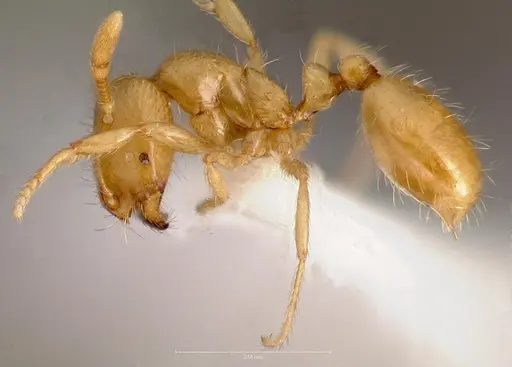 Solenopsis molesta specimen CASENT0005809 image casent0005809_3