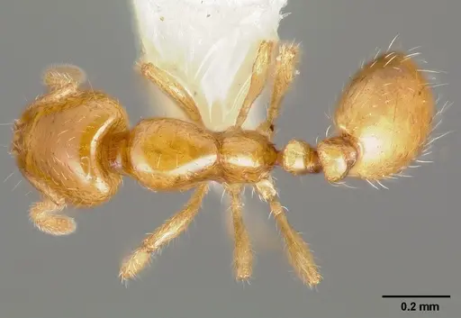 Solenopsis molesta specimen CASENT0005936 image casent0005936_1
