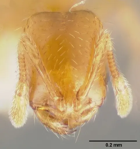 Solenopsis molesta specimen CASENT0005936 image casent0005936_2