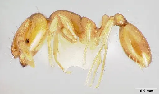 Solenopsis molesta specimen CASENT0005936 image casent0005936_3