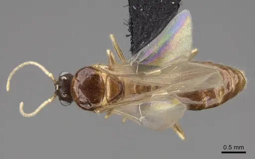 Solenopsis molesta specimen CASENT0007774 image casent0007774_1