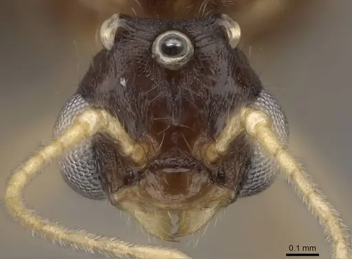 Solenopsis molesta specimen CASENT0007774 image casent0007774_2