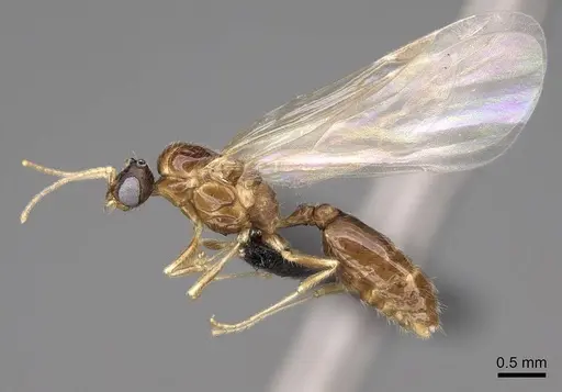 Solenopsis molesta specimen CASENT0007774 image casent0007774_3