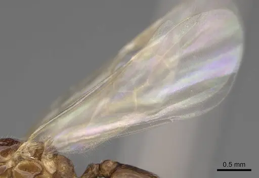 Solenopsis molesta specimen CASENT0007774 image casent0007774_4