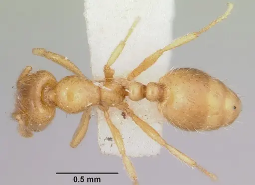 Solenopsis molesta specimen CASENT0103156 image casent0103156_1