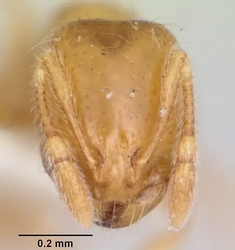 Solenopsis molesta specimen CASENT0103156 image casent0103156_2