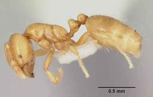 Solenopsis molesta specimen CASENT0103156 image casent0103156_3