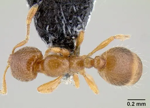 Solenopsis molesta specimen CASENT0106027 image casent0106027_1