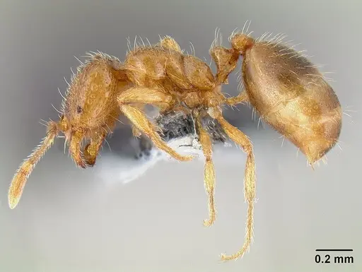 Solenopsis molesta specimen CASENT0106027 image casent0106027_3