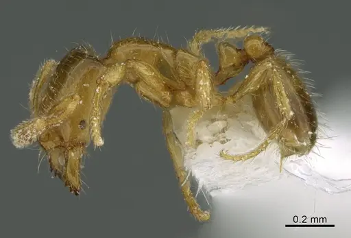 Solenopsis molesta specimen CASENT0349017 image casent0349017_1