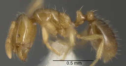 Solenopsis molesta specimen CASENT0636197 image casent0636197_2